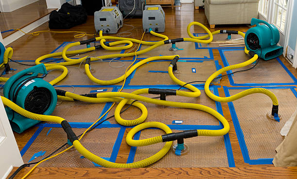 Professional Water Damage Repair technician working in Lena, MS